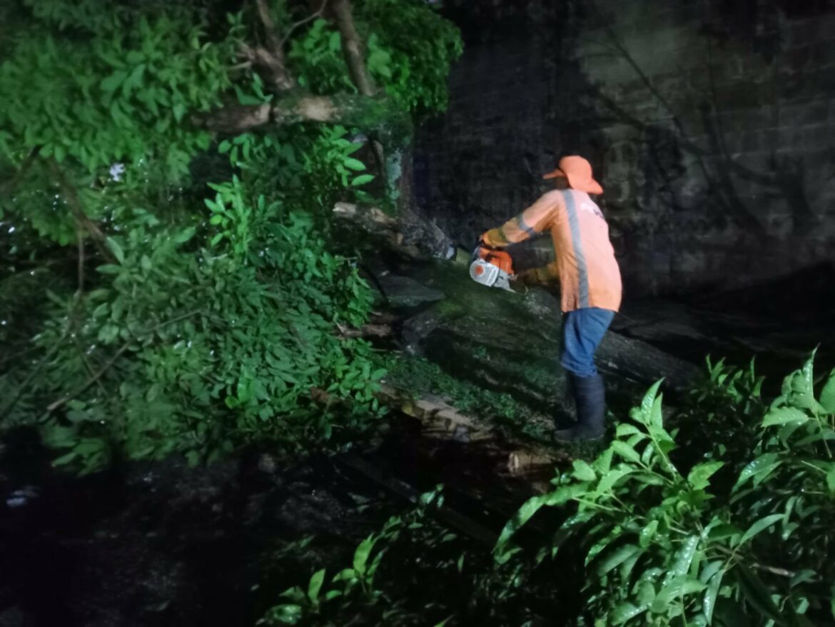Tormenta deja árboles caídos en diferentes partes del país