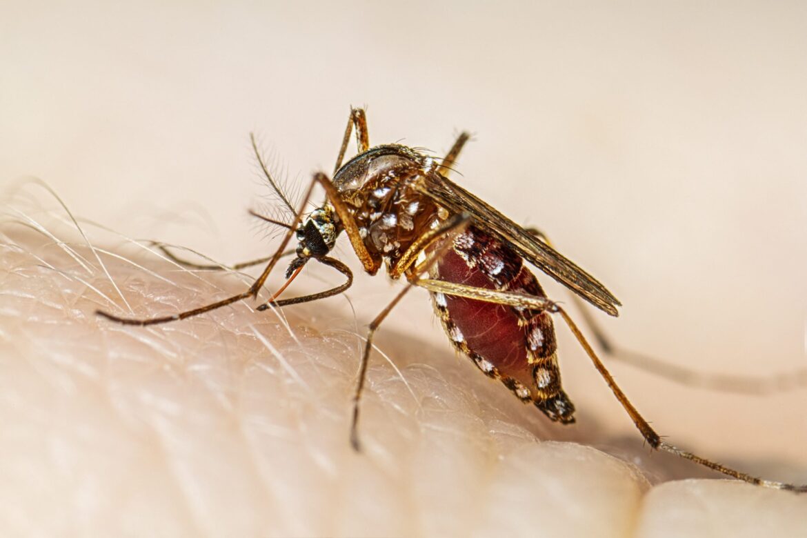 505 casos confirmados y 7 fallecidos por dengue en El Salvador:  «estamos realizando pruebas a todos los pacientes, a fin de tener un diagnóstico certero», según el ministro Alabi