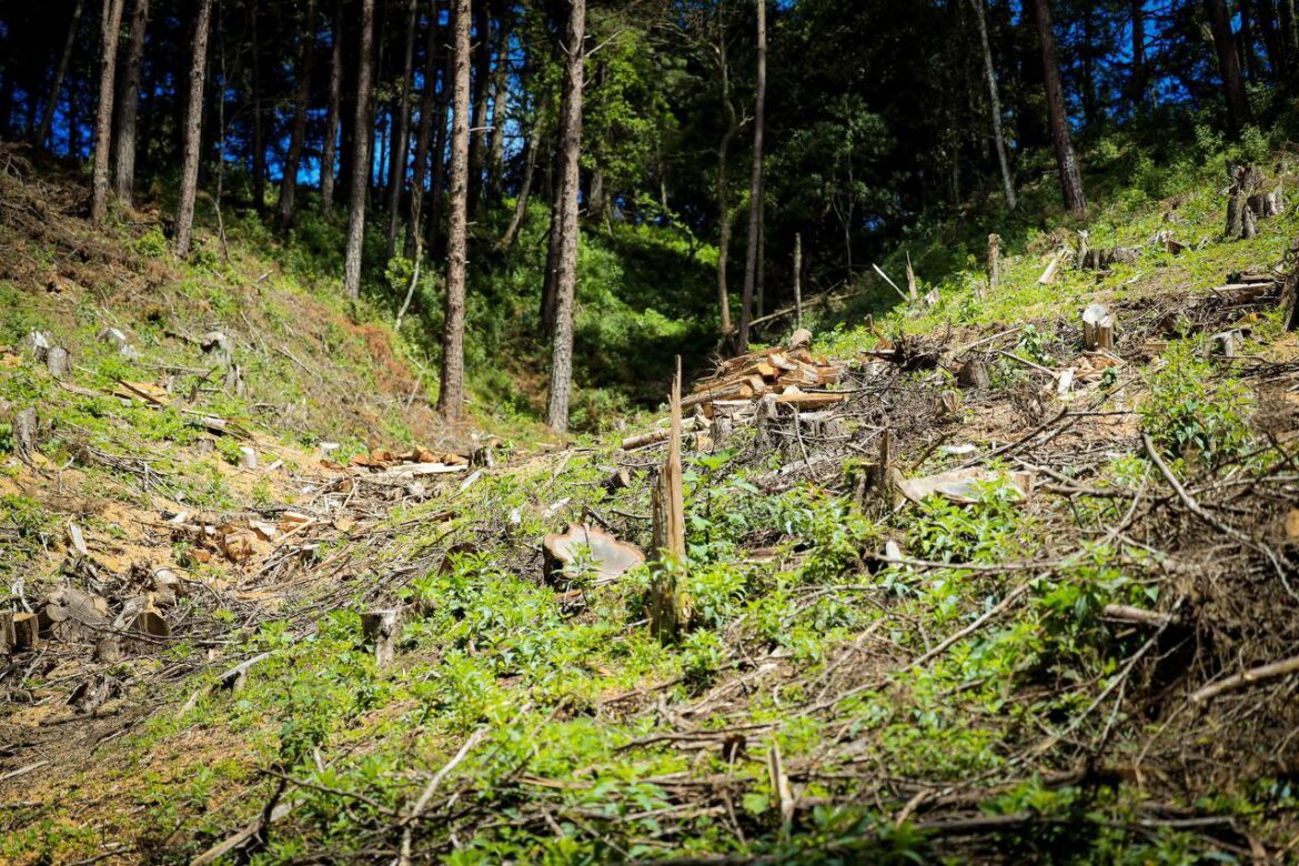 ASA investiga tala «indiscriminada» en un bosque «vital» para la recarga acuífera en Chalatenango