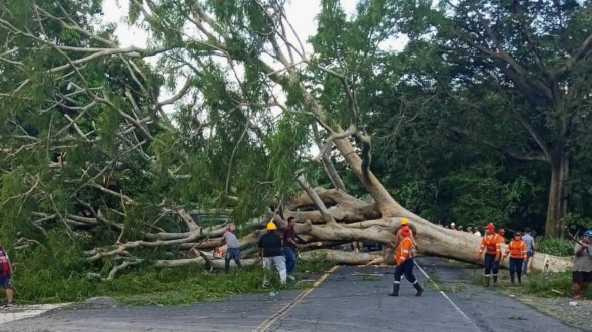 Advierten de altas probabilidades de caída de árboles, inundaciones urbanas y crecida de ríos por influencia de onda tropical