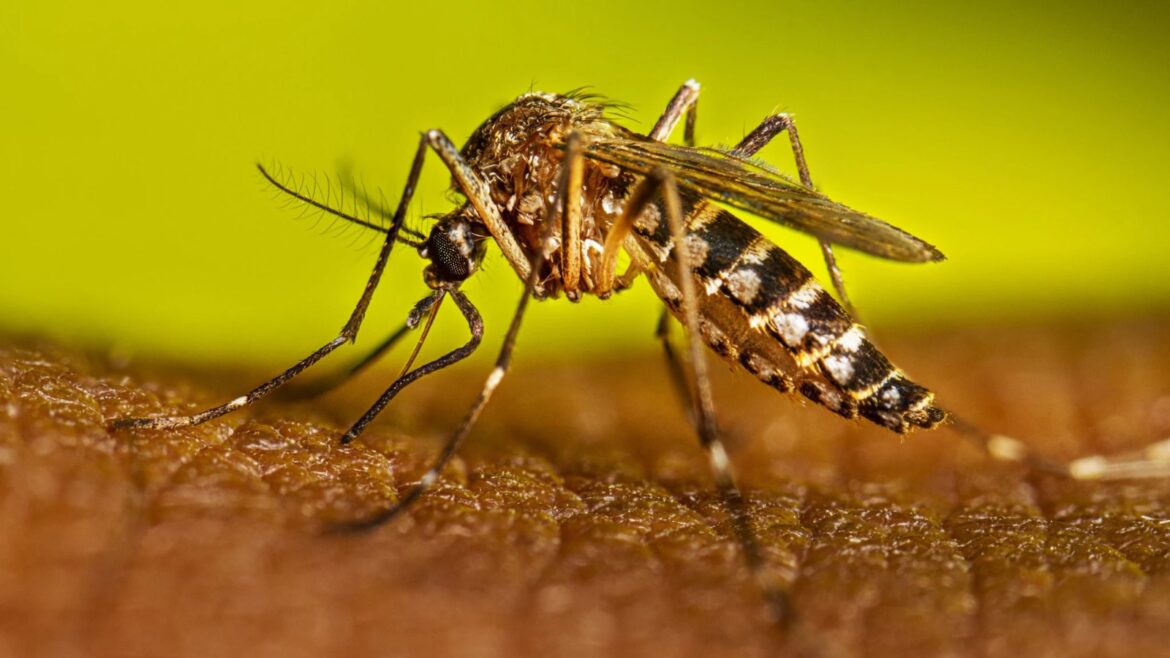 519 casos confirmados de dengue en El Salvador, según MINSAL