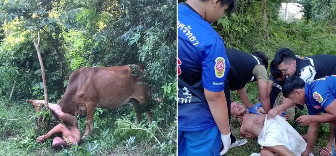 Un turista ruso que «intentó violar a una vaca» fue corneado por el animal