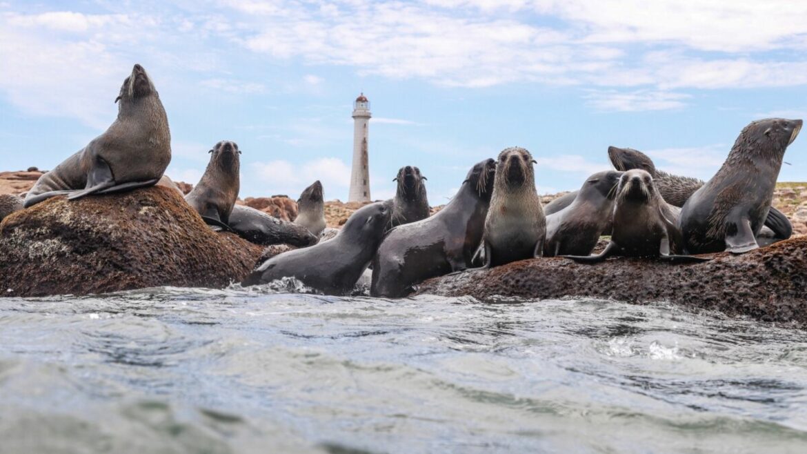Isla de Lobos en el Atlántico pasa a ser área natural protegida de Uruguay