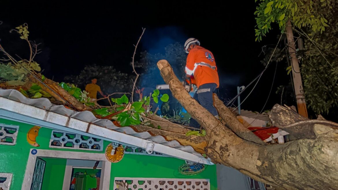 Atienden árbol caído en Acajutla