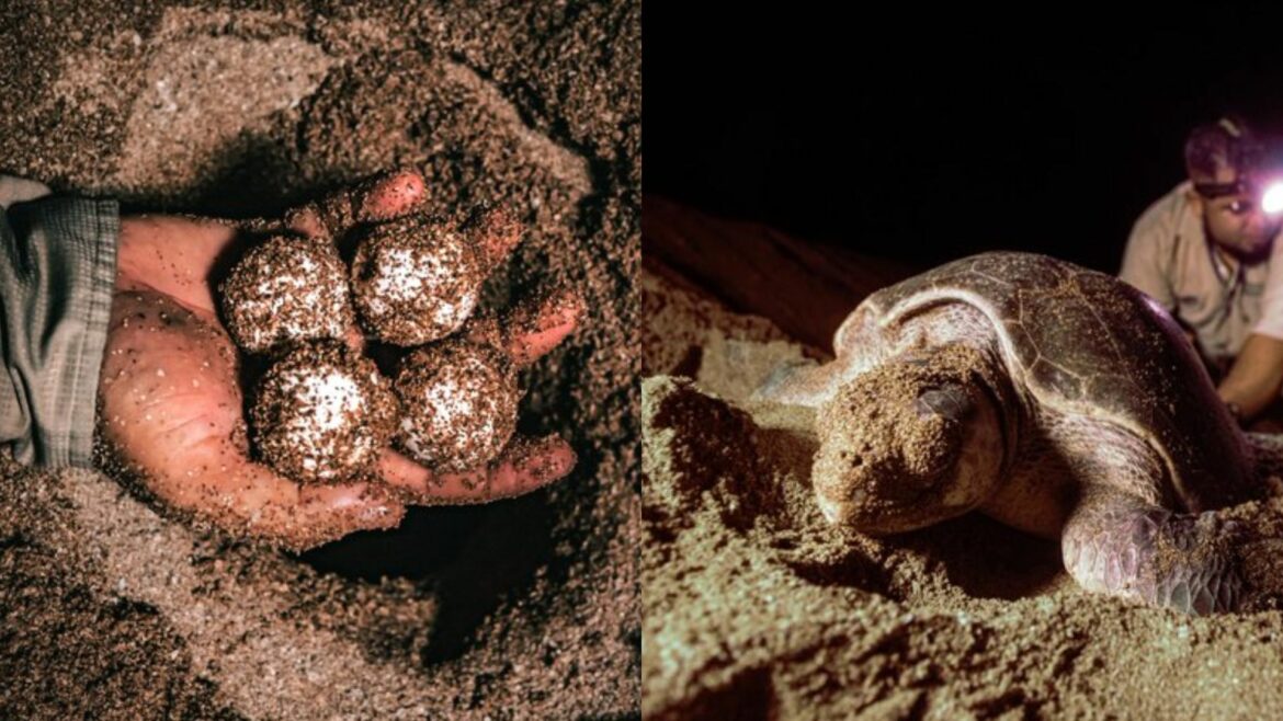 Medio Ambiente trasladó 78 huevos de tortugas a viveros para su protección