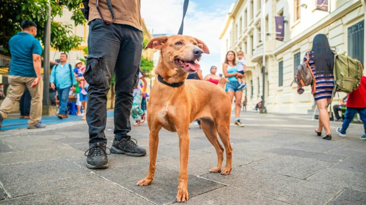 Alcaldía de San Salvador Centro desarrolló jornada de adopción de mascotas rescatadas