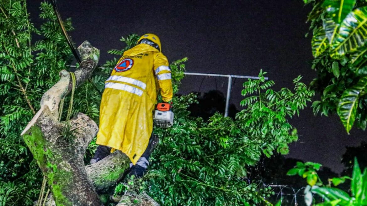 Últimas lluvias causaron la caída de árboles en diferentes puntos del país