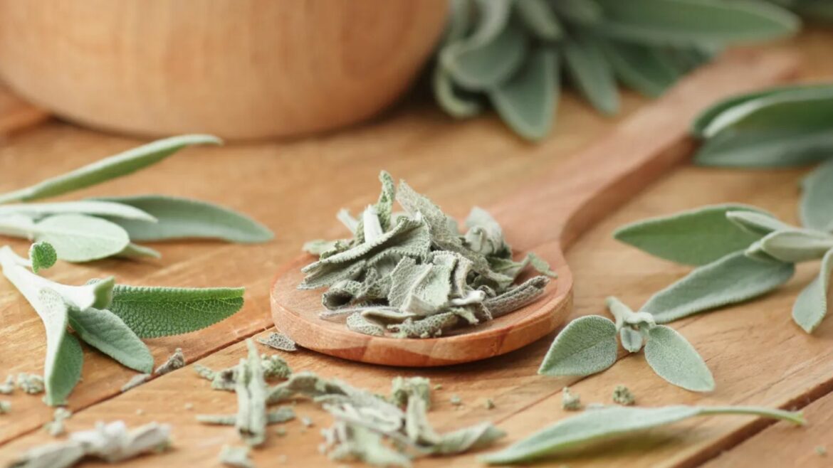 Salvia, la planta que mejora glucosa