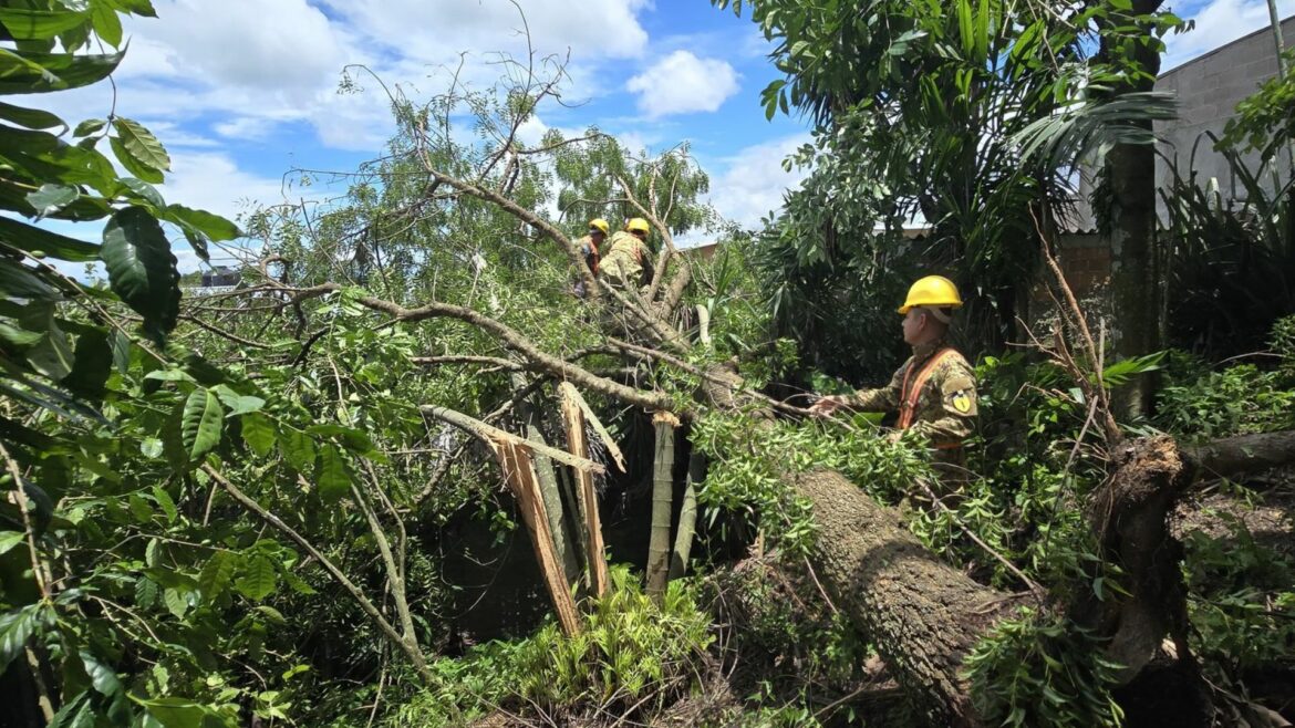 Remueven árbol de gran magnitud que cayó sobre una vivienda en Cuscatlán Sur