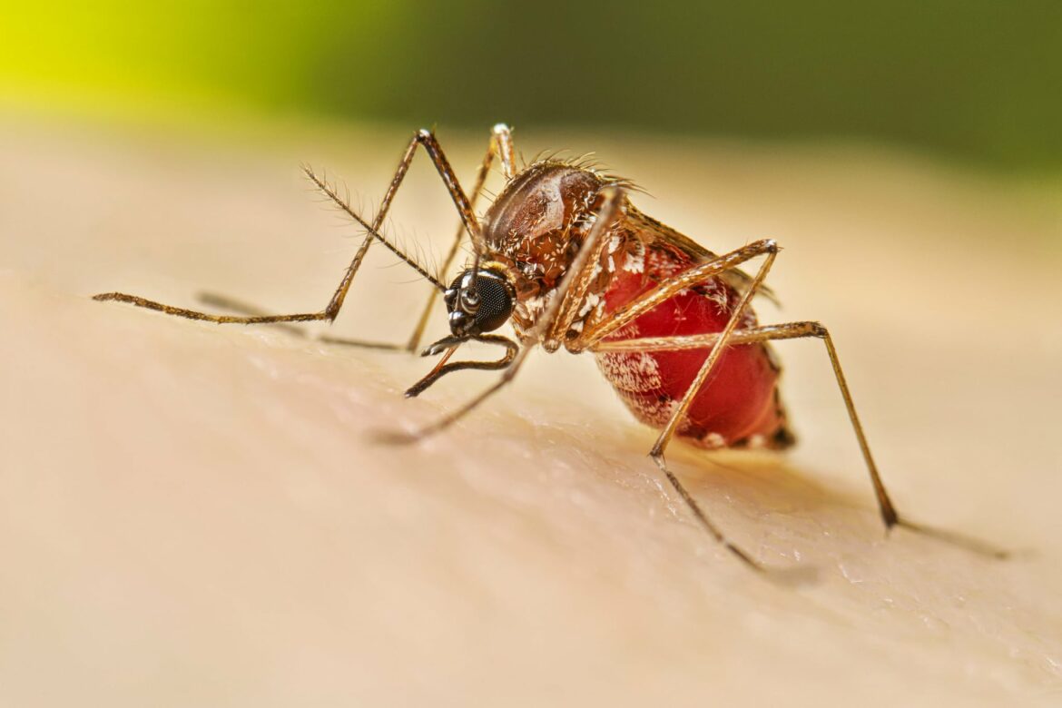 571 casos de dengue en El Salvador: «Estamos observando una caída en la cantidad de casos», afirmó Alabi