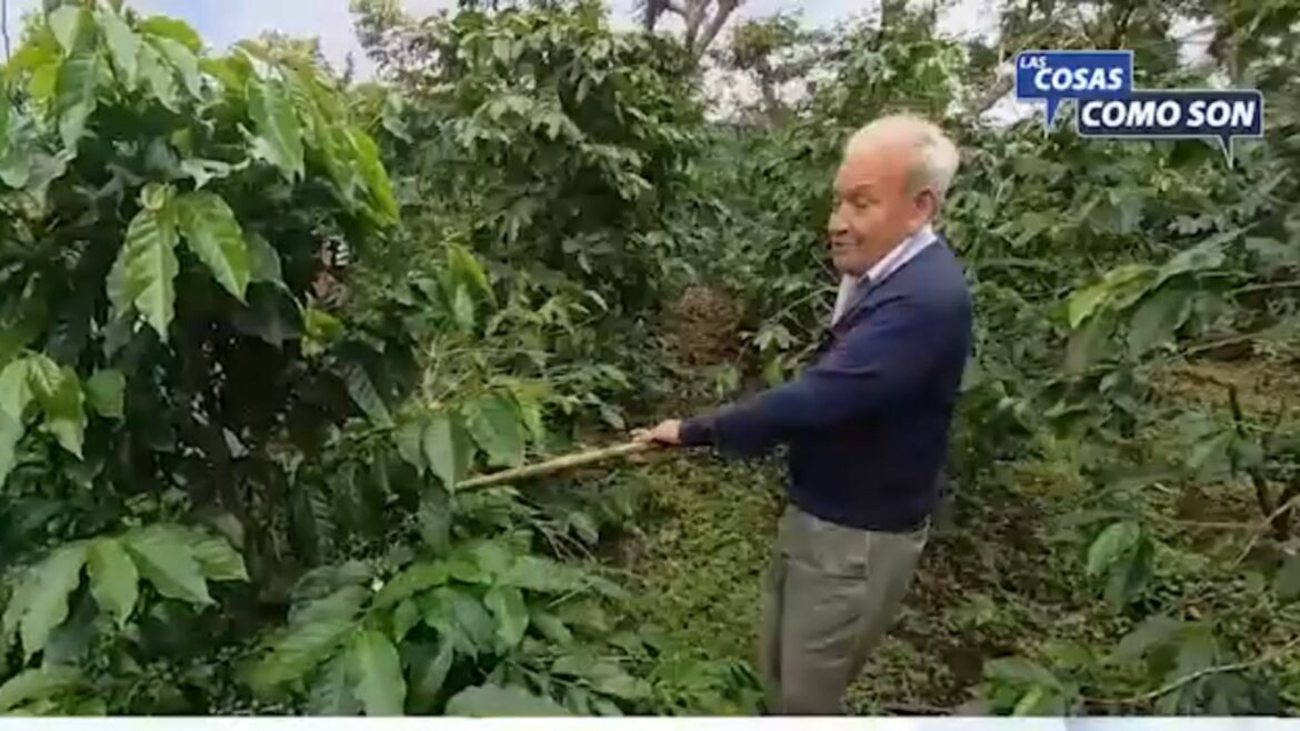 Cafetaleros aprueban abono Agro Real para el tratamiento y aumento de la producción