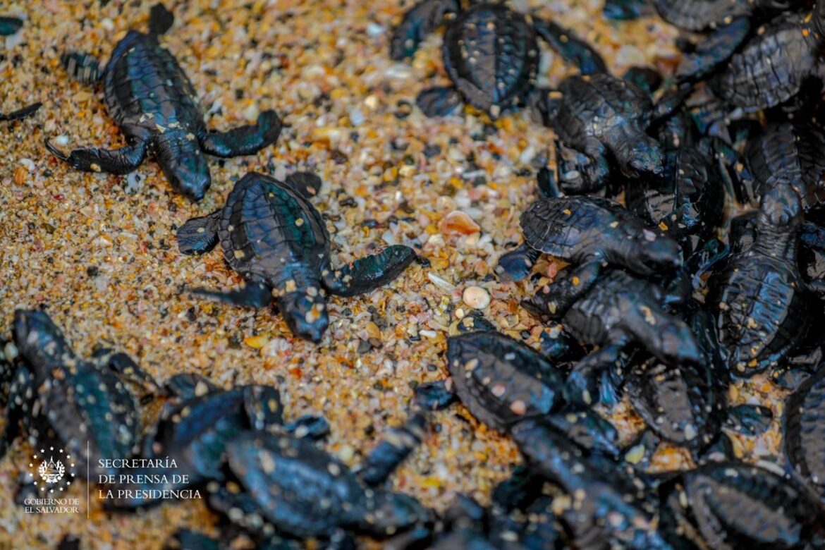 MARN extenderá todas las acciones de Misión Océano a lo largo de los 321 kilómetros de la costa de El Salvador