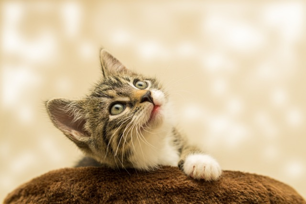 ¿Es saludable alimentar a los gatos sin carne?