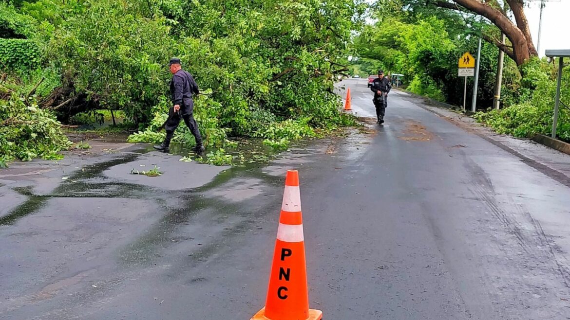 Recientes lluvias dejan varios árboles caídos en el país