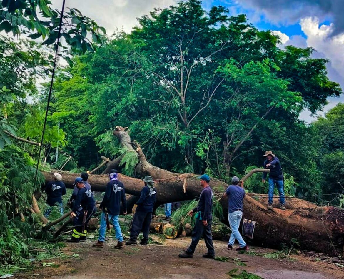 Árbol de gran tamaño cae en la calle del desvío al cantón El Niño, en San Miguel