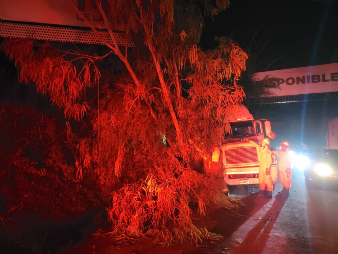 Árbol cayó sobre un camión de carga pesada en San Miguel