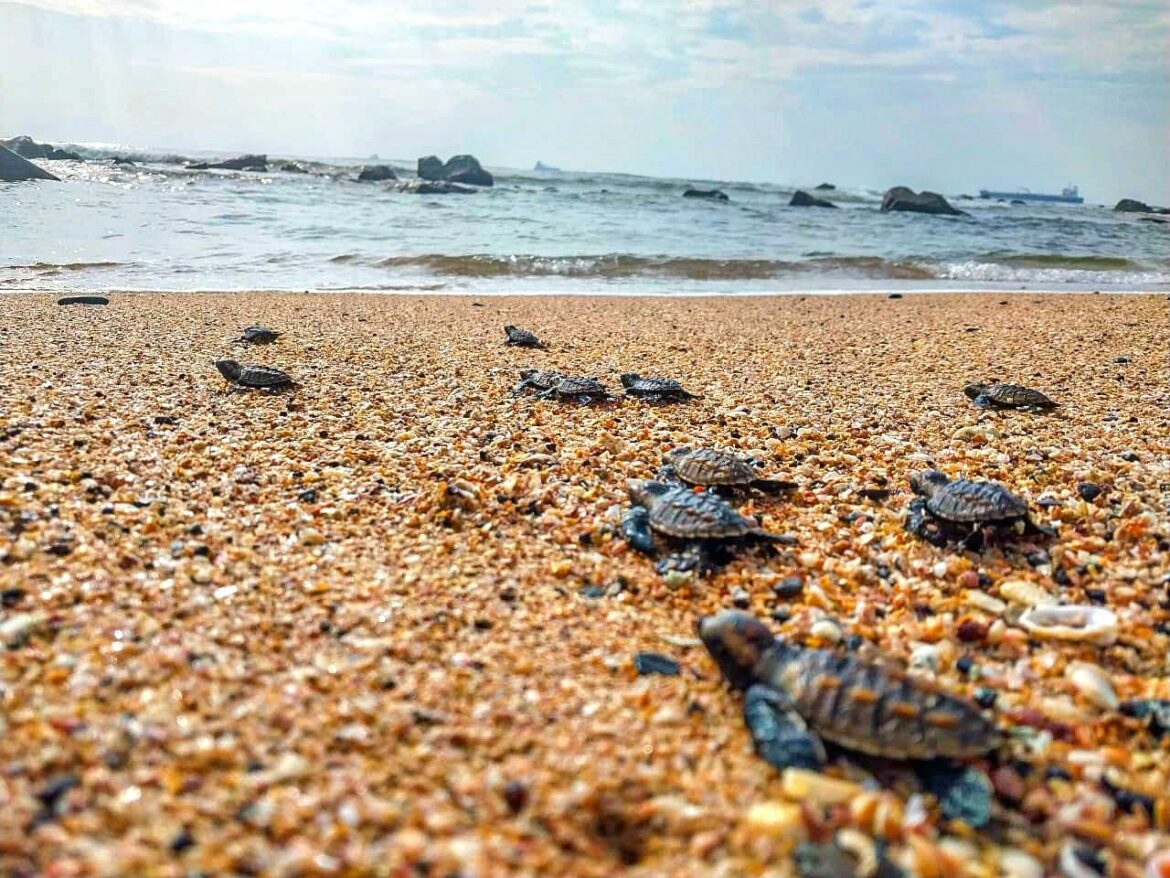 Nace la primera nidada de tortugas carey en un vivero supervisado por el MARN