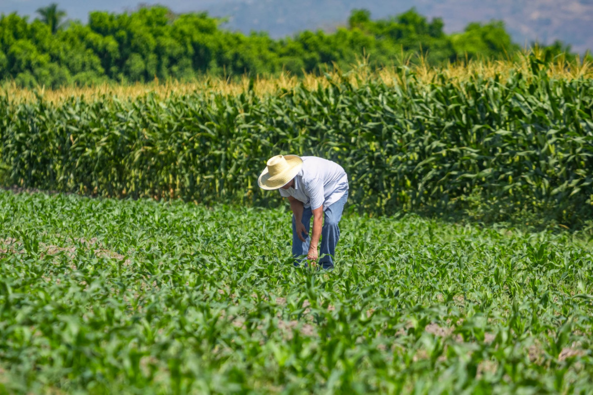 El Salvador podría ser autosuficiente en producción agrícola, afirma presidente de CAMPO