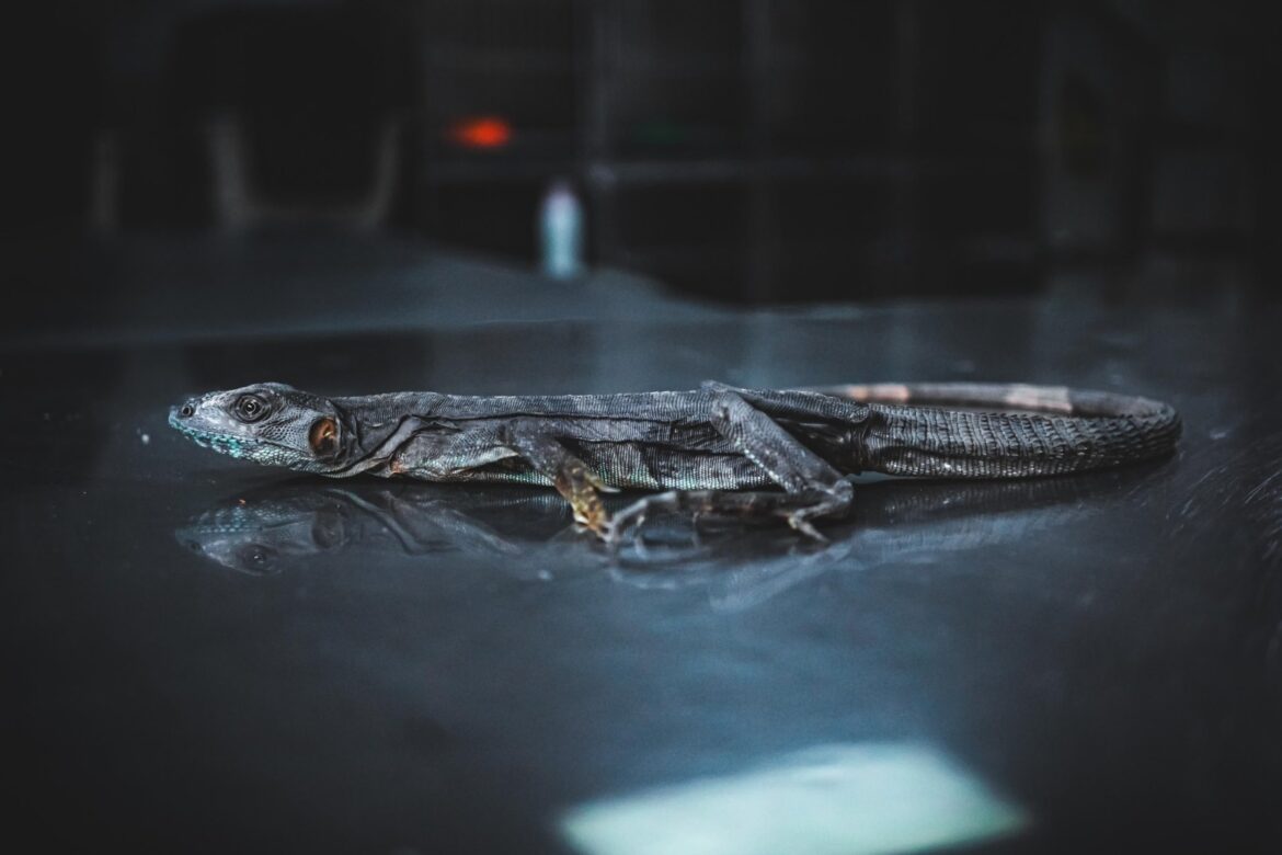 Garrobo que llegó en condiciones críticas, se recupera en Clínica Veterinaria del MARN