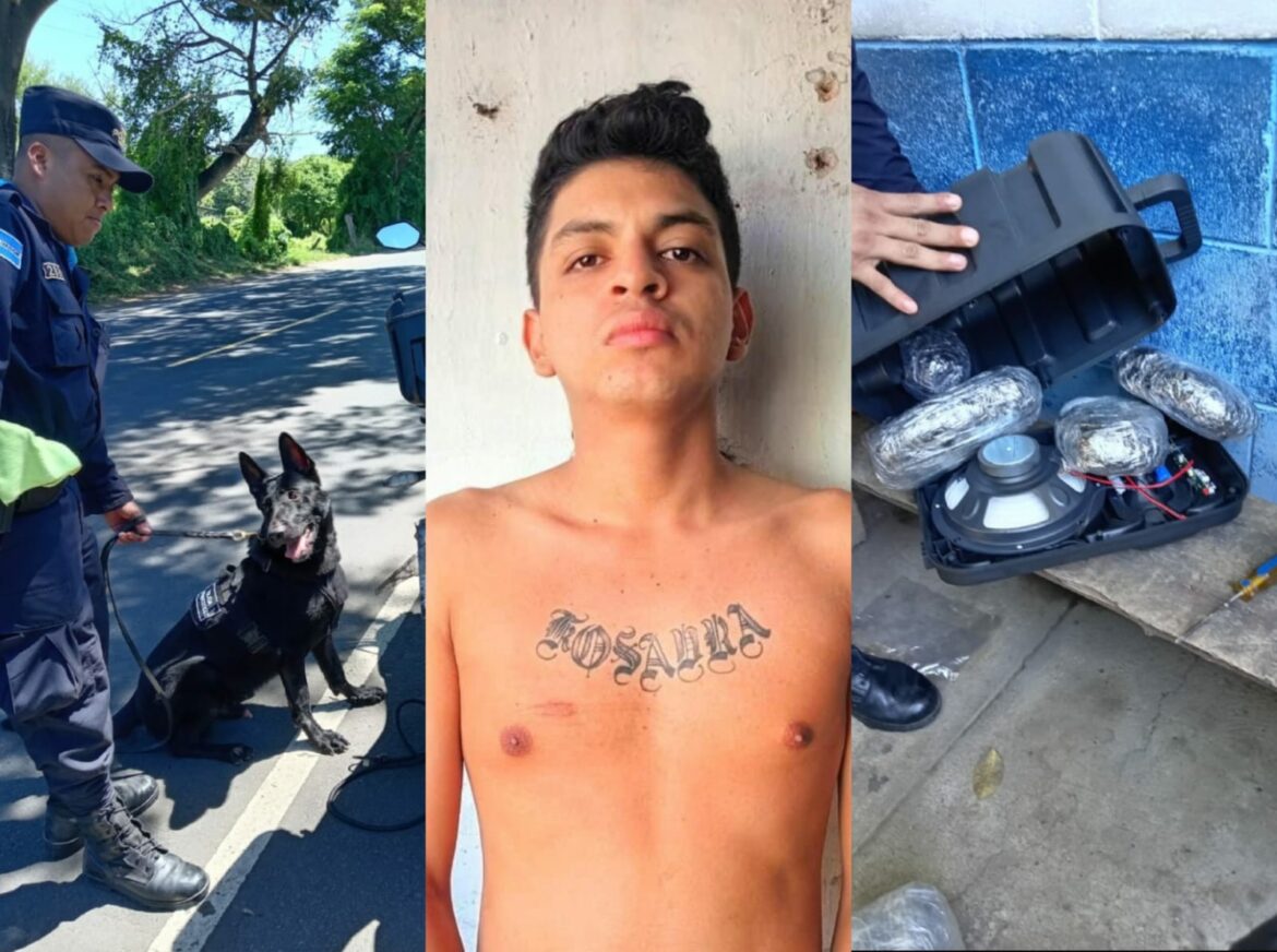 Agente canino identificó a un sujeto que trasladaba marihuana valuada en $12 mil en una bocina portátil