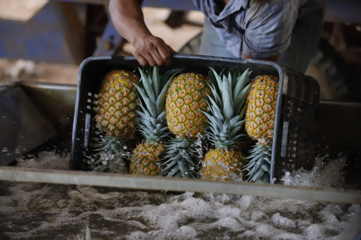 Falso importador de frutas fue sentenciado a 30 años de prisión