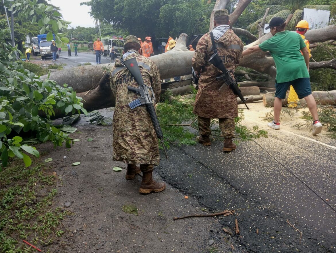 Varios árboles caídos se reportaron la tarde de este lunes a causa de las lluvias
