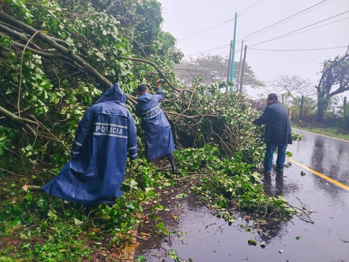 Un carril de la ruta Los Naranjos obstaculizado por árbol caído