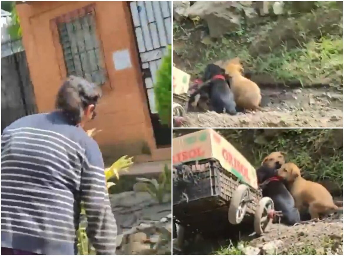 Denuncian a mujer por maltratar perros en Santa Ana