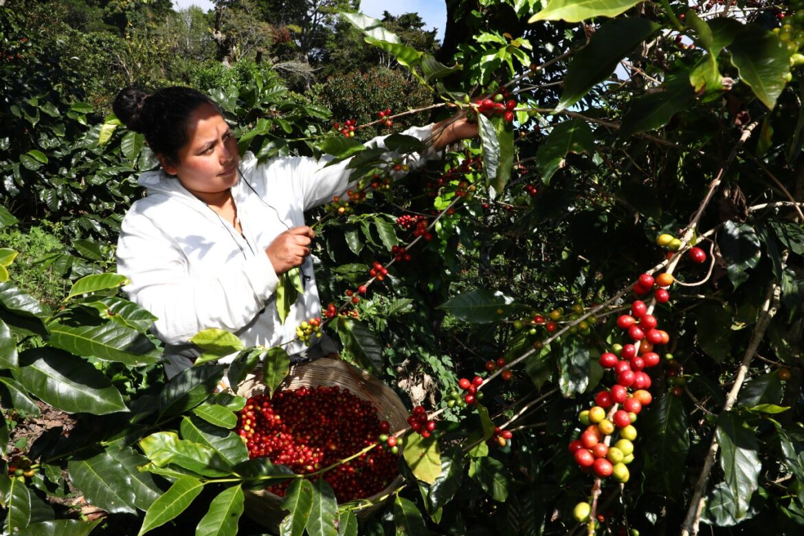 Seguirán suspendidos los embargos por créditos otorgados al sector productivo de café