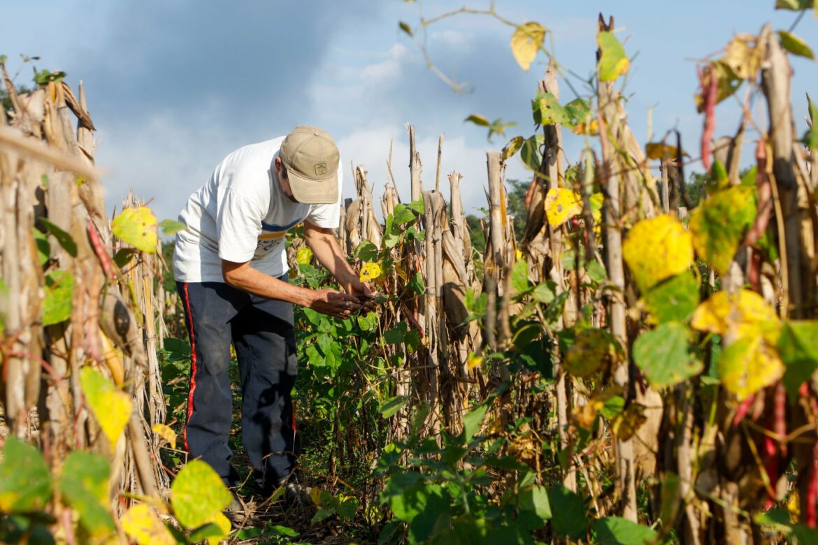 CAMPO afirma que no hay justificación en aumento del precio en productos agrícolas