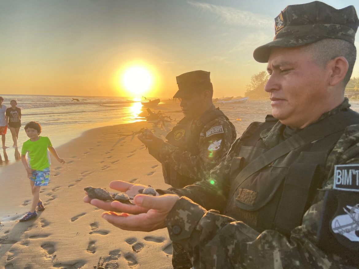 Liberan 300 tortugas golfinas en la playa El Esternón, La Unión