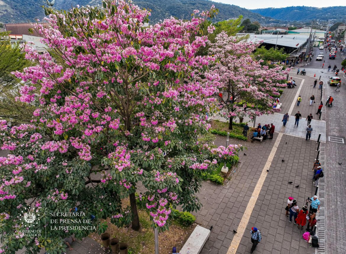 La población disfruta del florecimiento de los árboles de maquilishuat en el Centro Histórico de San Salvador