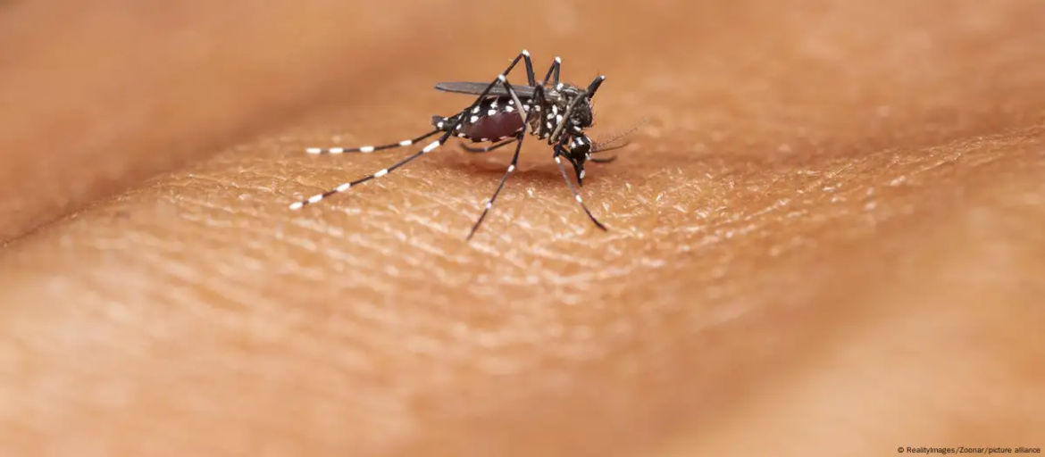 Brasil anuncia su primera vacuna contra el dengue