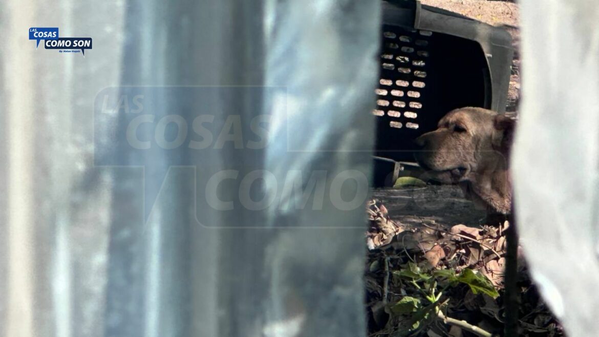 “Los animales están en pésimas condiciones” en el Centro de Resguardo de Ilopango: Karla Palacios