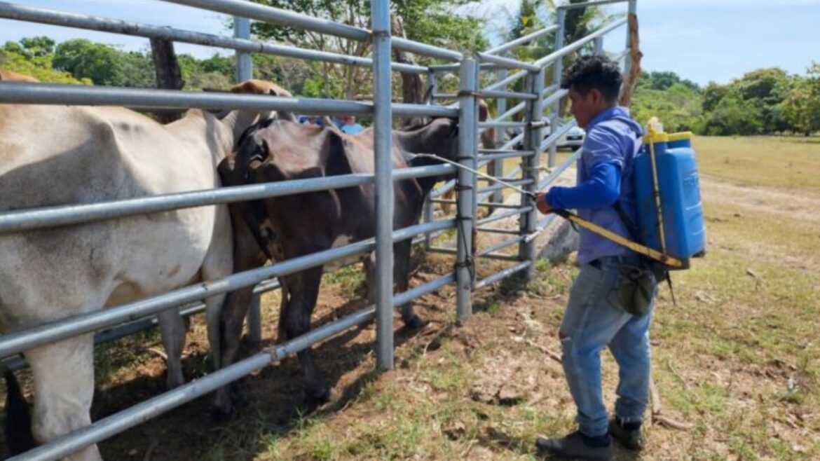 El MAG realiza jornada de desparasitación y vigilancia contra el gusano barrenador en Jiquilisco