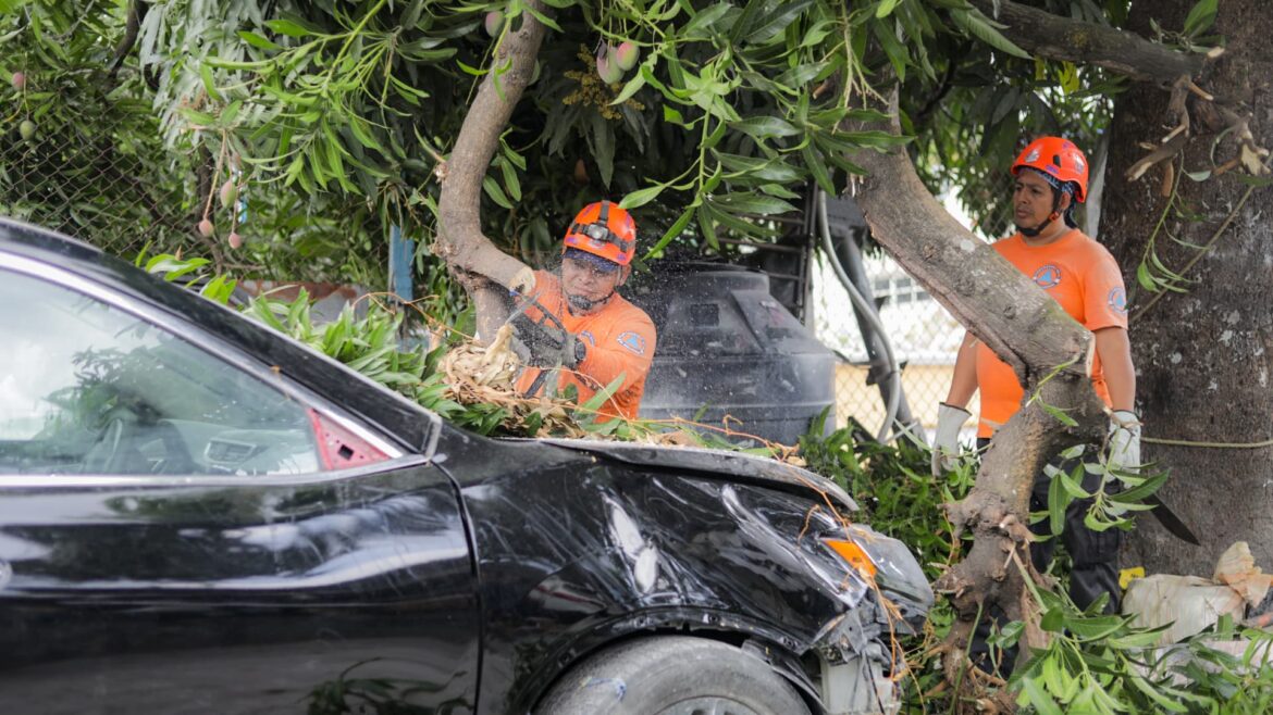 Remueven árbol que cayó sobre vehículos en avenida Bernal