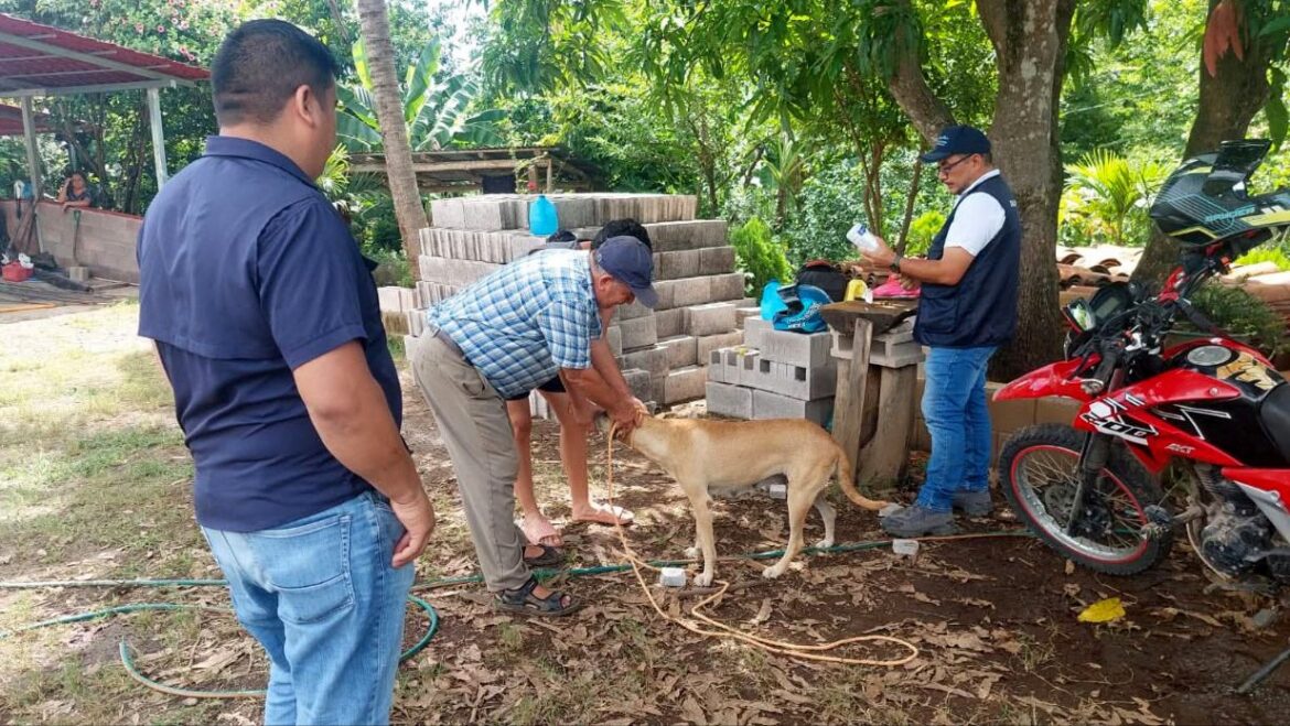 Protegen a los caninos del gusano barrenador en Morazán Sur