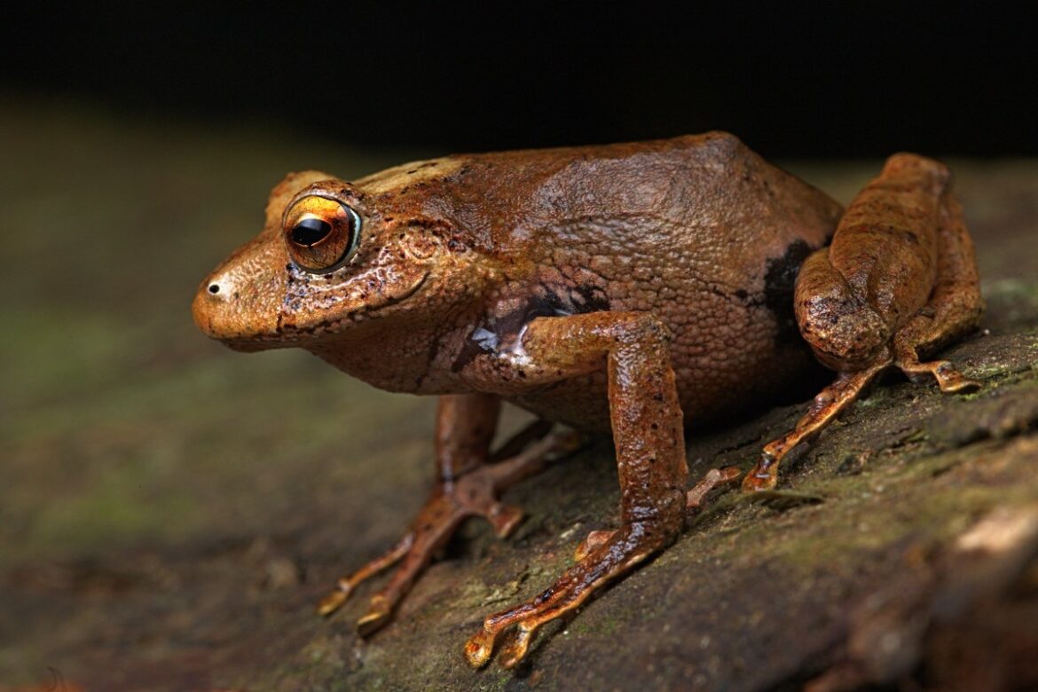 Descubren tres nuevas especies de rana en Perú