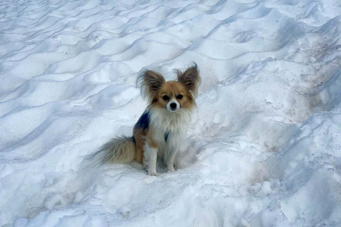 Un hombre cae en un glaciar en Suiza y es salvado gracias a su perro chihuahua