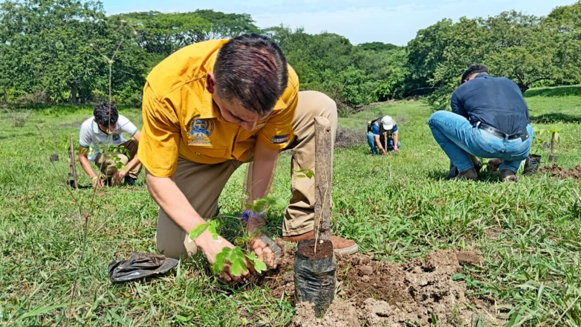 Reforestarán 2,400 hectáreas en La Unión Norte