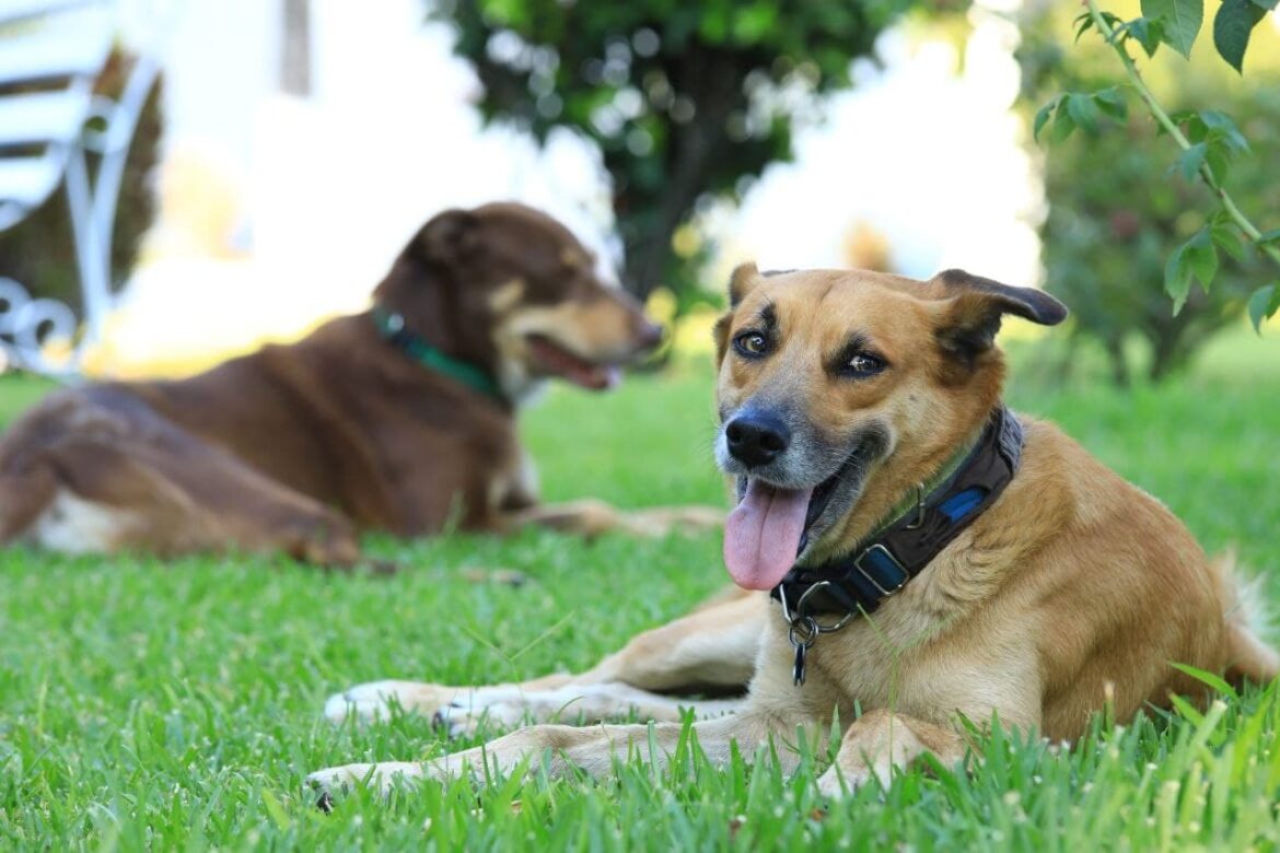 “Lo probamos en perros, gatos y ganado… y funcionó”: Mesa Agropecuaria confirma efectividad de Barremax