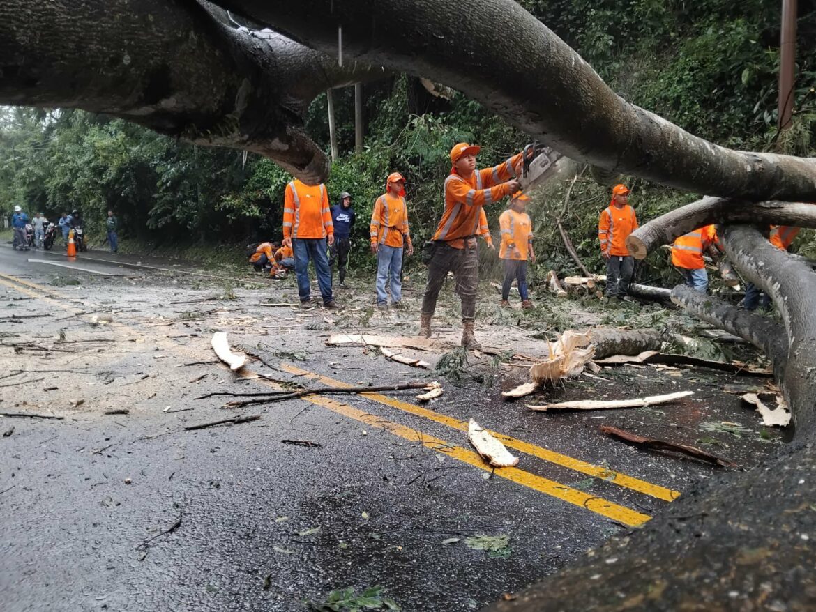 FOVIAL reporta 731 emergencias atendidas por lluvias en todo el país: el 47 % corresponde a caída de árboles