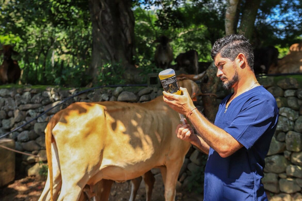 El Salvador destaca en la región gracias a estrategia con doramectina: FDA recomienda su uso contra el gusano barrenador