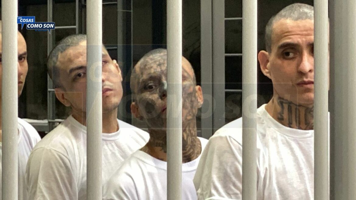 Testigos revelan más de 200 víctimas enterradas  y múltiples asesinatos ordenados por la ranfla de la MS-13 en la finca Suiza