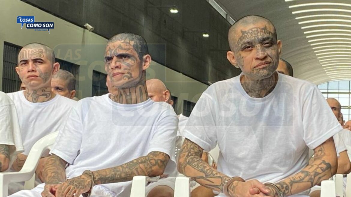 “No es un error involuntario llamar ‘presuntos’ a los cabecillas de la MS-13, lo hacen adrede”: Romeo Auerbach
