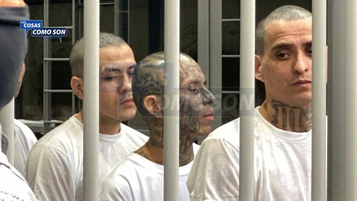 Juicio contra 485 cabecillas de la MS-13 avanza con exposición de 118 homicidios cometidos en occidente