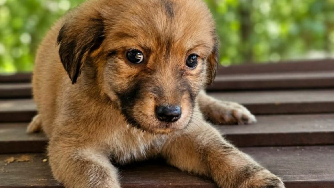 Alcaldía de San Salvador lanza campaña de adopción responsable con descuentos veterinarios