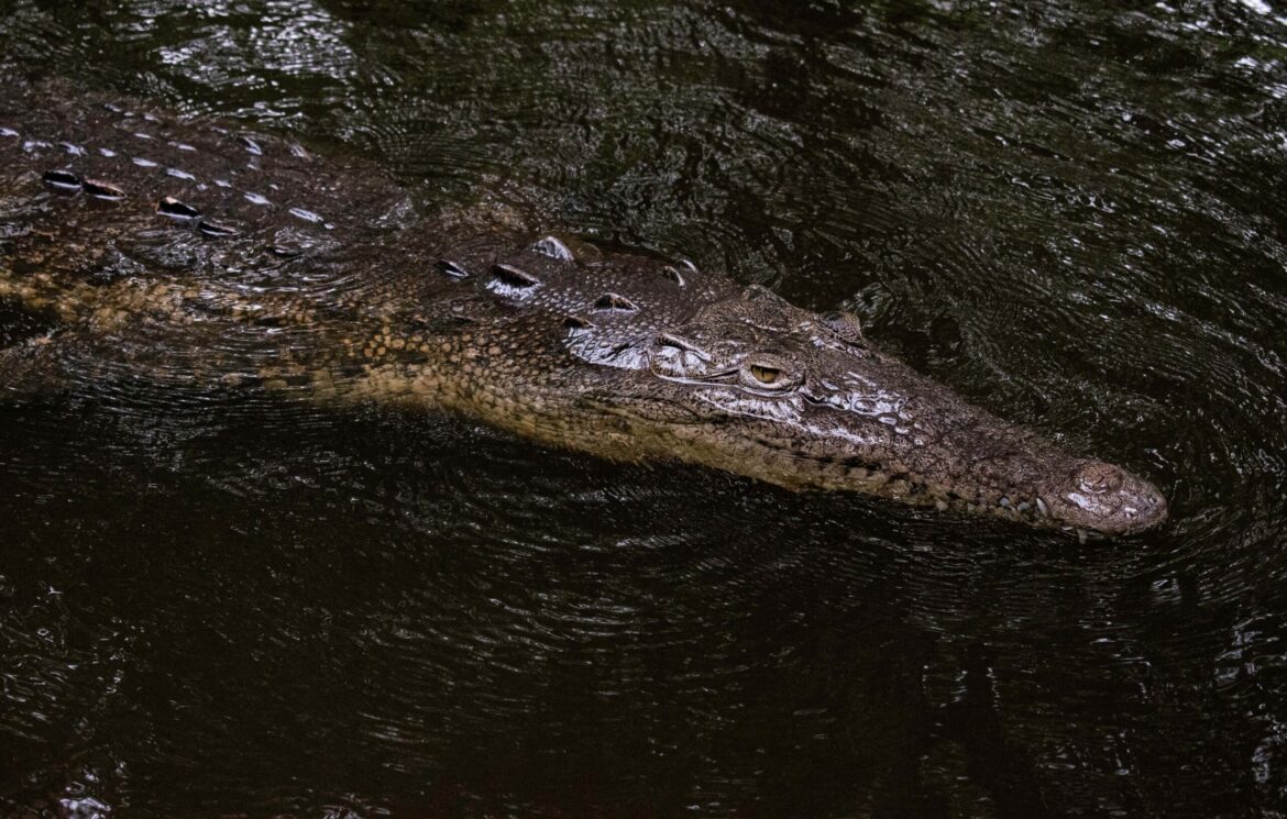 Cocodrilos, serpientes y otras especies podrían desplazarse por las lluvias