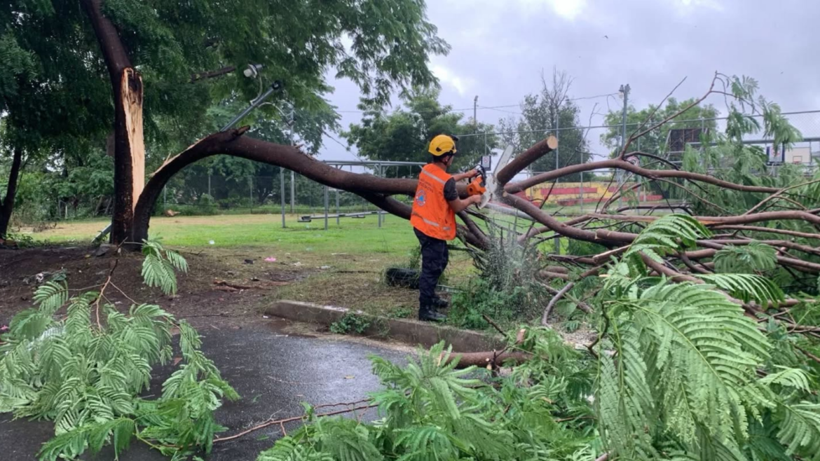 Retiran árbol caído y ejecutan acciones preventivas en zonas de riesgo de Santa Ana Centro