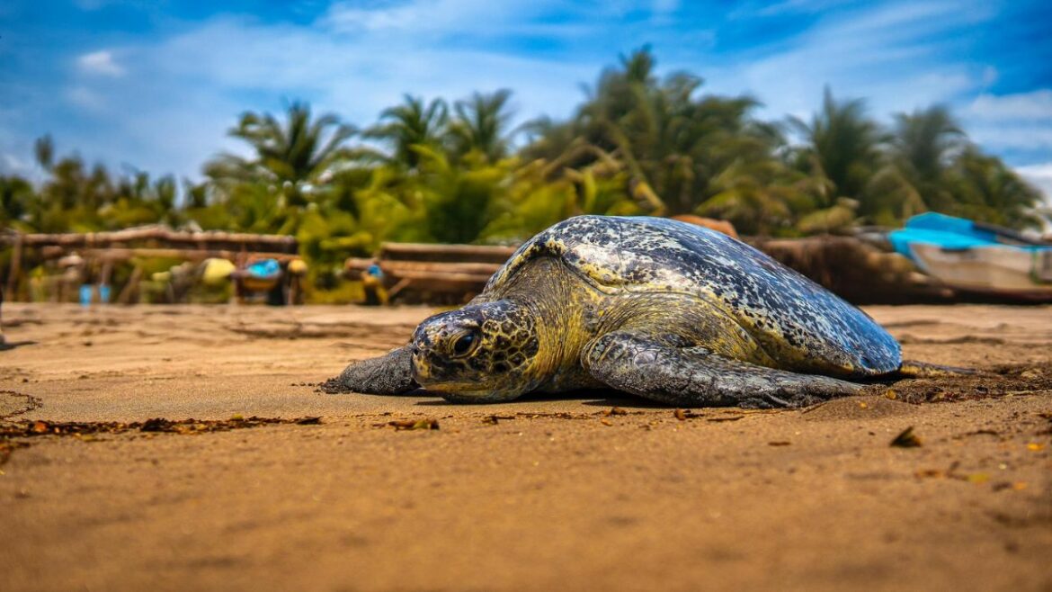 El Salvador Lanza Primer Monitoreo Satelital para Proteger a la Tortuga Prieta